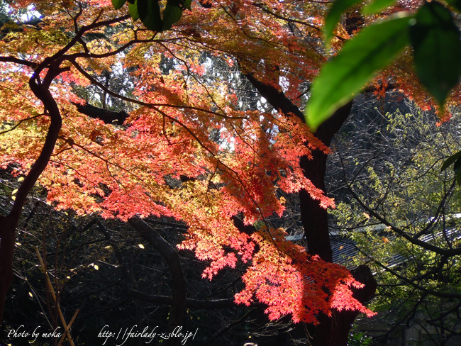 20101211_shinjukugyoen04.jpg