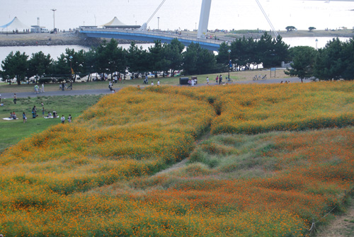 DSC_kasai.jpg